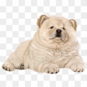 Chow Chow Png, Transparent Png - puppy png
