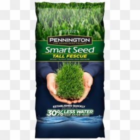 Pennington Grass Seed, HD Png Download - tall grass png