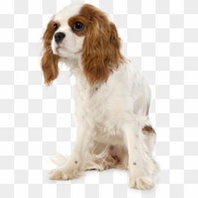 Cavalier King Charles Spaniel No Background, HD Png Download - puppy png
