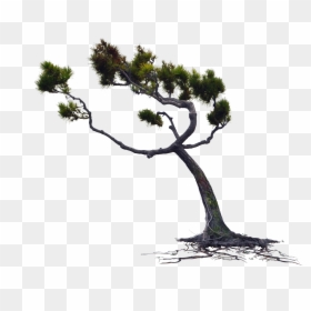 Windblown Owlkids Wind Blown Pine Tree Png Stock - Wind Blowing Tree Png, Transparent Png - asian man png