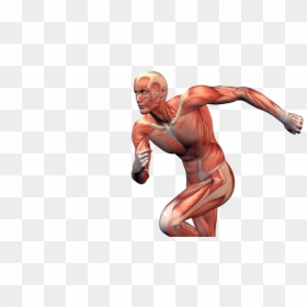 Muscles In Sports, HD Png Download - injury png