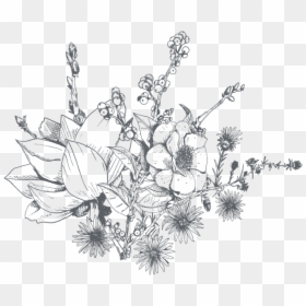 Clip Art Freeuse Amaryllis Drawing Orchid Flower - Aesthetic Transparent Flower Drawing, HD Png Download - black and white flowers png