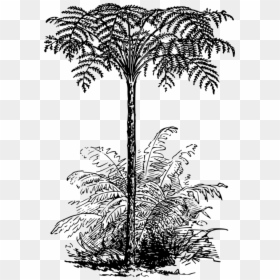 Monochrome - Silver Fern Tree Drawing, HD Png Download - asian man png