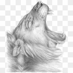 Transparent Lion Roar Png - Standing Loin Sketch, Png Download - lion roaring png