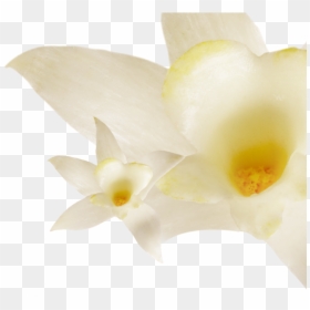 0% Fat Vanilla, HD Png Download - vanilla flower png