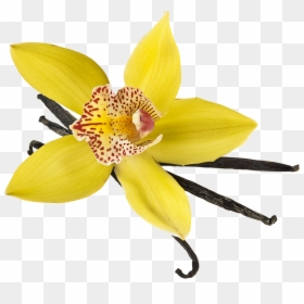 Product - Lily, HD Png Download - vanilla flower png