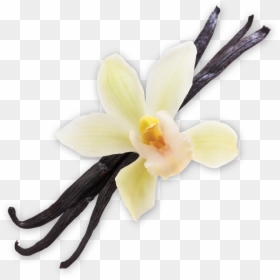 Collection Scent - Vanilla Bean - Artificial Flower, HD Png Download - vanilla flower png