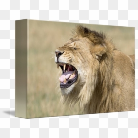Clip Art Close Up Of A - Lion Teeth, HD Png Download - lion roaring png