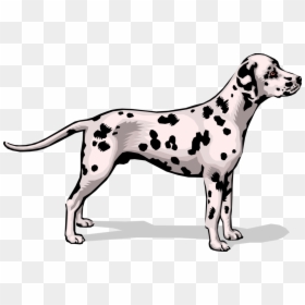 Vector Illustration Of Spotted Dalmatian Dog - Line Art, HD Png ...