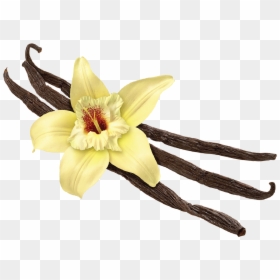 Vanilla Png , Png Download - Vanilla Bean Flower, Transparent Png - vanilla flower png