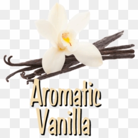 Jg Group - Vanilla - Moth Orchid, HD Png Download - vanilla flower png