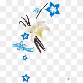 Clip Art, HD Png Download - vanilla flower png