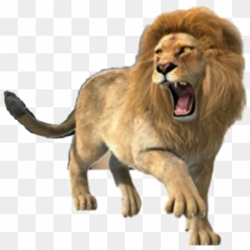 Lion Roar Roaringlion Animals Strength Power Tribeofjud - Lion Roaring, HD Png Download - lion roaring png