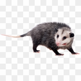 Possum With White Background, HD Png Download - opossum png