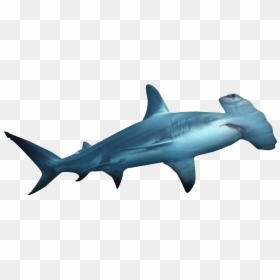 Bronze Hammerhead Shark - Transparent Background Shark Png, Png Download - hammerhead shark png