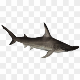 Great Hammerhead Shark - Hammerhead Shark Png, Transparent Png - hammerhead shark png