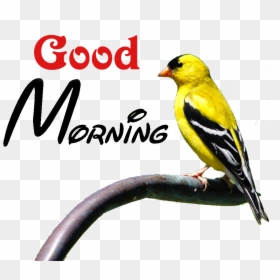World Famous Good Morning, HD Png Download - morning png