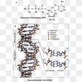 Hydrogen Oxygen Carbon Nitrogen Molecule, HD Png Download - molecules png