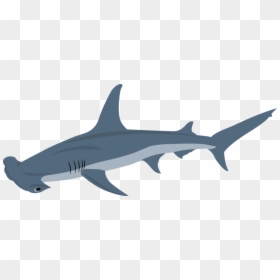 Transparent Hammerhead Shark Png - Squaliformes, Png Download - hammerhead shark png