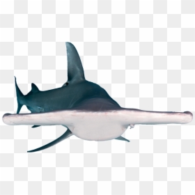 Bronze Hammerhead Shark - Requiem Shark, HD Png Download - hammerhead shark png