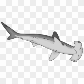 Hammerhead Shark Clipart, HD Png Download - hammerhead shark png