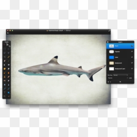 Tiger Shark, HD Png Download - hammerhead shark png