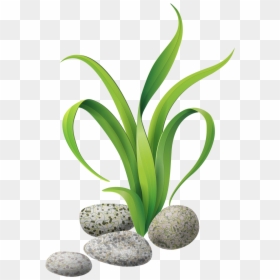 Seaweed Clipart Reeds - Seaweed Clipart, HD Png Download - reeds png