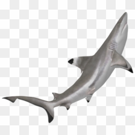 Tiburon Punta Negra Png , Png Download, Transparent Png - hammerhead shark png