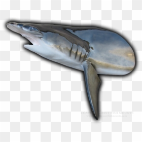 Humpback Whale, HD Png Download - hammerhead shark png