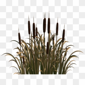 Clip Art, HD Png Download - reeds png