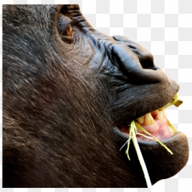 Gorilla, Monkey, Funny, Animal, Zoo, Furry, Omnivore - Fill The Frame Funny, HD Png Download - funny monkey png