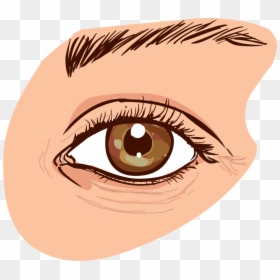 Ophthalmology - Big Brown Eyes Clipart, HD Png Download - eye brow png