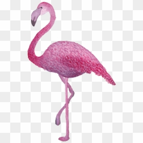 Greater Flamingo, HD Png Download - acuarela png