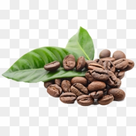 Coffee Beans Png Hd Images - Transparent Background Coffee Bean Png, Png Download - green bean png