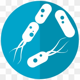 Bacteria Png - Bacterias Png, Transparent Png - germs png