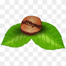 Coffee Plant Clipart Palnt - Coffee Beans Png Art, Transparent Png - green bean png