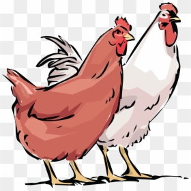 Free Clipart Of A Chicken Hen And Rooster - Chicken Cartoon Vector Png, Transparent Png - rooster silhouette png