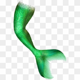 Mermaid Tail Portable Network Graphics Clip Art Image - Mermaid Tail Transparent Png, Png Download - computer network png