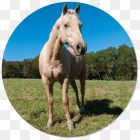 Transparent Stallions Clipart - Stallion, HD Png Download - horse face png