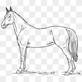 28 Collection Of Horse Black And White Drawing - Horse In Black And White, HD Png Download - horse face png