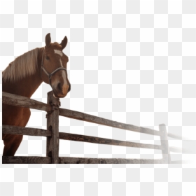 Stallion, HD Png Download - horse face png