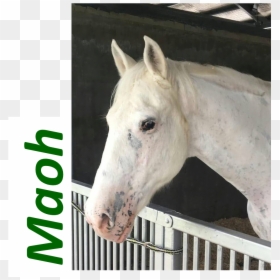 Maoh3 - Stallion, HD Png Download - horse face png