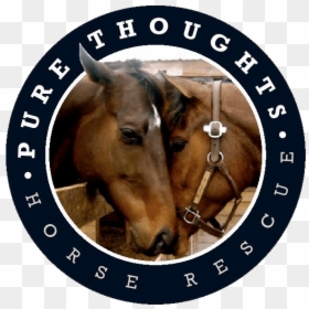 Pure Thoughts Horse Rescue, Inc - Pure Thoughts Horse Rescue, HD Png Download - horse face png
