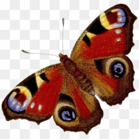 Peacock Butterfly Clip Arts - Peacock Butterfly Clip Art, HD Png Download - peacock images hd png