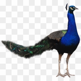 Transparent Background Peacock Png, Png Download - peacock tail png