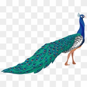 Peafowl Adobe Illustrator - Peacock Png, Transparent Png - peacock tail png