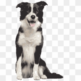 Clip Art Golden Retriever Border Collie Mix - Border Collie Png, Transparent Png - chrome global skin media imagedoc darknoise png