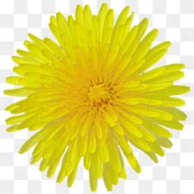 Dandelion Flower Transparent Image Flower - Yellow Flower White Background, HD Png Download - flower backgrounds png