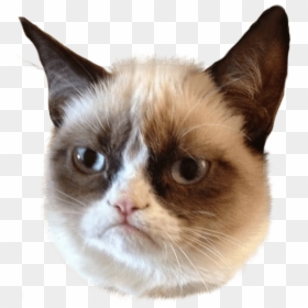 Memes - Grumpy Cat Transparent Background, HD Png Download - mlg doge png