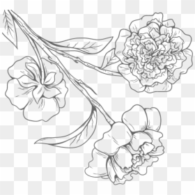 Floral Design Black And White - Flower Line Drawing Png, Transparent Png - white flower vector png